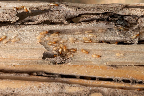 Best Pest Prevention Services  in Marlow Heights, MD